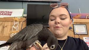 Meet our rare Vasa Parrot! A once...