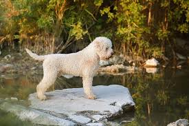 The kennel, lagotto noble has 2 males 7 months old. Lagotto Romagnolo Dog Breed Information