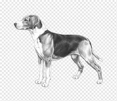Black and white treeing walker coonhound. Harrier English Foxhound American Foxhound Beagle Treeing Walker Coonhound Pumi Dog Carnivoran Dog Like Mammal Dog Breed Png Pngwing