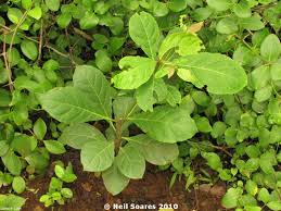Image result for Terminalia bellirica