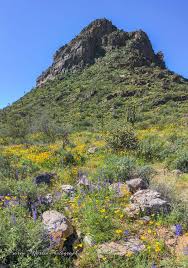 The mountain range is home to the white tank mountain regional park and is a regional recreation hub. What Wildflowers Along The Waddell Trail Where White Tank Mountain Regional Park Where 3 14 17 Photo By K Wonders Of The World County Park Places To Travel