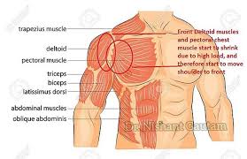 Below is a diagram showing the chest muscles depicting where the different exercises target. Body Muscles Divya Yogmay Institute For Yoga And Naturopathy Facebook