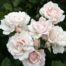 First Crush Amazing Flowers Beautiful Roses Rose