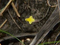 Image result for Utricularia subulata