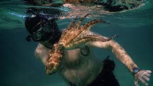 Optional, please keep it short. Who Is Craig Foster The Human Star Of My Octopus Teacher Has Left Fans In Tears