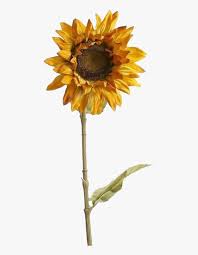 Check spelling or type a new query. Aesthetic Sunflower Tumblr Png Transparent Png Kindpng