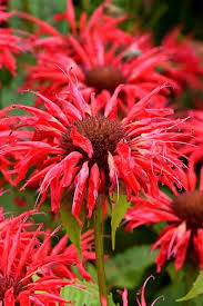 Image result for Monadenium herbaceum