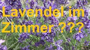 Zur späteren verwendung kann er auch eingefroren werden. Lavendel Im Haus Halten Geht Das Lavendel Als Zimmerpflanze Lavendel Im Zimmer Lavandula Youtube