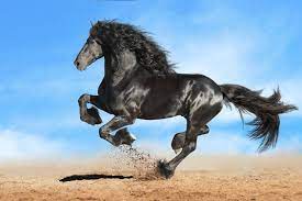 How much does the average friesian horse weigh? 7 Most Expensive Horse Breeds In 2021 With Pictures Pet Keen