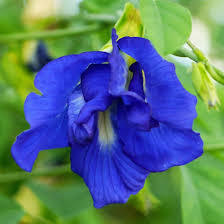 Image result for Clitoria ternatea