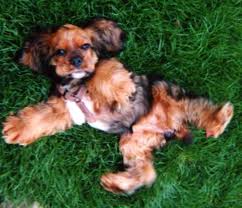 A Sable Cocker Spaniel Pup Cocker Chien Animaux