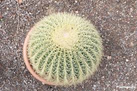 Golden Barrel Cactus Echinocactus Grusonii Plant How To Care Plantopedia