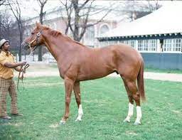 Secretariat As A 2 Years Old The Most Magnificent Chestnut Stallion His Only Conformation Fault Slight Goo Beautiful Horses Thoroughbred Horse Horse Photos