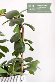 How to grow hoya kerrii. Hoya Kerrii Plant Care Tips Delineate Your Dwelling
