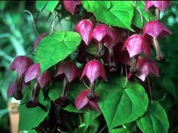 Image result for Rhodochiton atrosanguineum