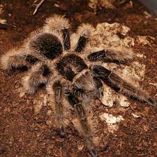 Curly Hair Wild Type Tliltocatly Albopilosum