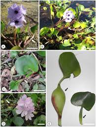 Image result for Pontederia