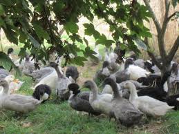 Swedish are very hardy ducks and good foragers. Blue Swedish Ducks Home Facebook