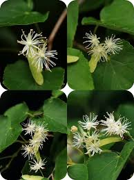 Image result for Pleiotaxis pulcherrima