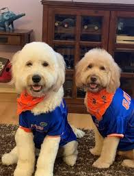 National Pet Day Gainesville 2021