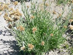 Image result for Pseudognaphalium oligandrum