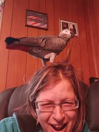 African Grey Parrots