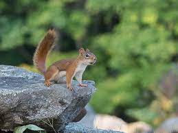 Maybe you would like to learn more about one of these? Squirrel 1 Chipmunk 0 Greater Lovell Land Trust