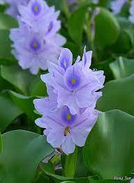 Water Hyacinth Flower Imagens Gif Rosas Lindas Imagens