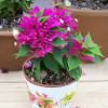Jun 09, 2021 · my bougainvillea has a lot of thorny branches, but not one leaf. 1