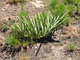 Image result for Cyphostemma hereroense