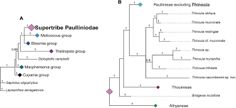 Image result for Macphersonia