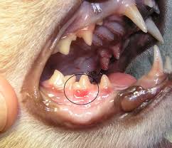 If you suspect any symptoms of a pus cavity or abscess forming under your cat's tooth, go to your vet as soon as possible. Dental Disease In Animals Long Beach Animal Hospital