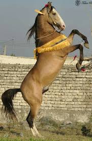 Horse Rearing Up Eventing Horses Horses Marwari Horses