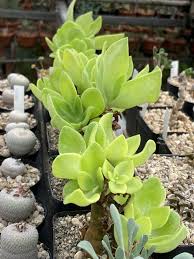 Image result for Rytigynia sp. F