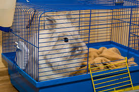 1 ﻿ as a general rule, the cage should be at least 4 times the size of the rabbit. 10 Best Rabbit Cages 2019 For Indoor Pet Comments
