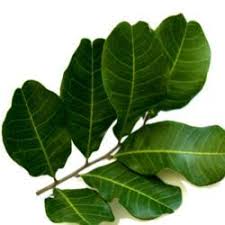 We did not find results for: Florida Gardening Forum Florida Invasion Of The Plant Kind Garden Org