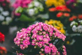 Image result for Kalanchoe calandiva