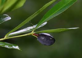 Image result for Carissa tetramera