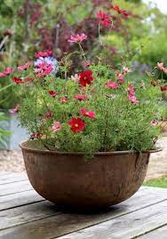 Es Ist Wichtig Zu Wissen Was In Bestimmte Topfe Gegeben Werden Muss Solche Schaumigen Bluten Flower Pots Outdoor Small Cottage Garden Ideas Garden Containers
