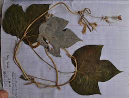 Image result for Ipomoea dichroa
