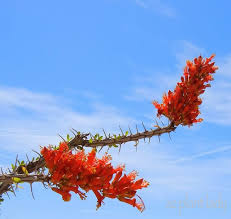 Delivery to business addresses guaranteed by 5pm. Ocotillo Flowers Add Dramatic Flair With Ocotillo Azplantlady Com
