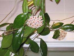 Plantnet is a scientific project aimed at collecting information about wild plants on city sidewalks, near houses, and in parks. Identification Of Blooming Vine