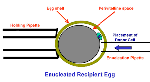 Animal cell that has no nucleus. What Is A Cell Without Its Nucleus Called Quora