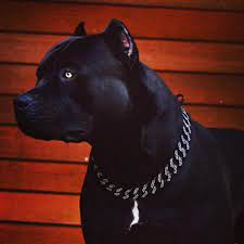 Check spelling or type a new query. Prague Rocking His New Black Xxl Designer Pitbulls Facebook