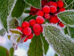 Winterberry holly can offer a bright yard accent or border | Cape Gazette