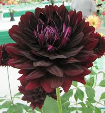 Pin On Colors Of Dahlias