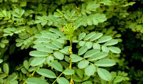 Image result for Indigofera