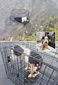 Dog - การออกไปตกปลาของชายคนหนึ่ง กลับกลายเป็นเหตุการณ์ที่ ...