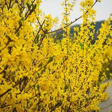 Golden Bells Forsythia For Sale The Tree Center Forsythia Bush Forsythia Plants