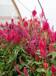 Image result for Celosia pandurata